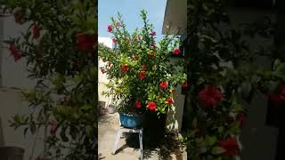 Benifits of Hibiscus. #hibiscus #terracegarden #tamil #gardening #health