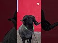 Black Beauty at JD Goat Farm #jdgoatfarm #jd #trending #viral #ytshorts #bakra #shorts #goats