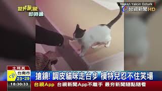 真實版Catwalk貓咪亂入伸展台氣勢非凡