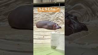 【上野動物園】カバの｢ユイ｣ひなたぼっこでうとうと..｡zZZ