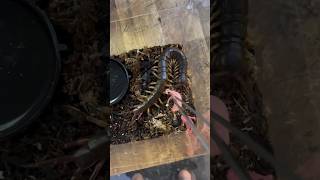 Giant Venomous Centipede Jumps Onto Owner!👀😨#shorts