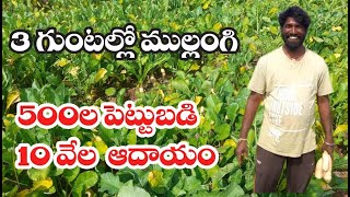 ముల్లంగి 500లు పెడితే 10 వేలు ఆదాయం| మ‌న వ్య‌వ‌సాయం|Radish| Gangadhara