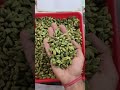 8mm green cardamom direct from kerala s idukki wholesale rates kesariya spices khari baoli