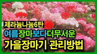 처서맞이 제라늄 무료나눔 이벤트 6탄,  가을장마에 제라늄관리방법, 예쁜제라늄농장 구독자님을 위한 감사 이벤트 5분께 제라늄을 2개씩 드려요.