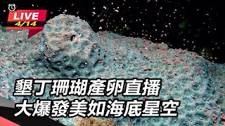 【直播完整版】墾丁珊瑚產卵直播 大爆發美如海底星空│94看新聞