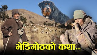 रुकुमको भेडिगोठको कथा || Hidden story of sheep farming in Nepal || Rabilal Poudel