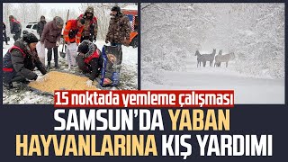 Samsun Terme'de yaban hayvanlarına kış yardımı