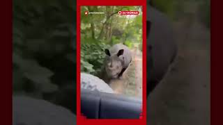 Turistas fueron perseguidos por un rinoceronte en parque de La India | 24 Horas TVN Chile