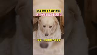 小白狗受了太多的委屈