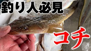 【完全攻略】釣れたコチの超簡単な捌き方の「裏技」と、旨い食べ方を公開します！！　［鯒］［鮴］［釣り］［サーフ］［堤防］［泳がせ釣り］［京都舞鶴卸売市場］