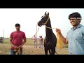 horse beauty competition haryana radaur village bappa