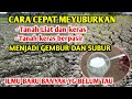 Gak pakai lama tanah liat berpasir jadi GEMBUR dan SUBUR Cara meyuburkan tanah sawah