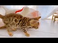 ペットショップ犬の家＆猫の里塩尻店【172807】ベンガルくん💙