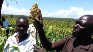 Egerton University mobilizes Baringo farmers to embrace drought tolerant crops