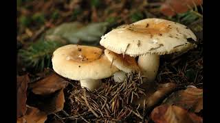 Russula fellea