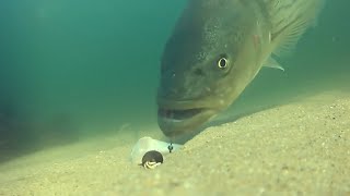 Eye-Opening Underwater Footage of Cut Bait Fishing for Striped Bass!