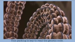 Moving beyond genes with epigenetics | Maria Elena Torres Padilla