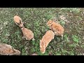 okunoshima rabbit island 🐇 japan 🇯🇵~03.10.24 4k