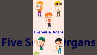 Sense organs For Kids | Kids Learning Video