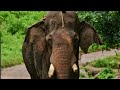 aanamalai kalim status🔥🐘|Asia's best kumki|WhatsApp status|kuttikomban|#ആന||#kerala