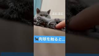 猫の肉球を触ると... #かわいい #britishshorthair #cat #ブリティッシュショートヘア #猫 #kitten #子猫 #cutecat #catpaws