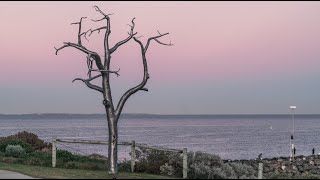 Making Of Metal Tree Sculpture '2030' By Sam Hopkins