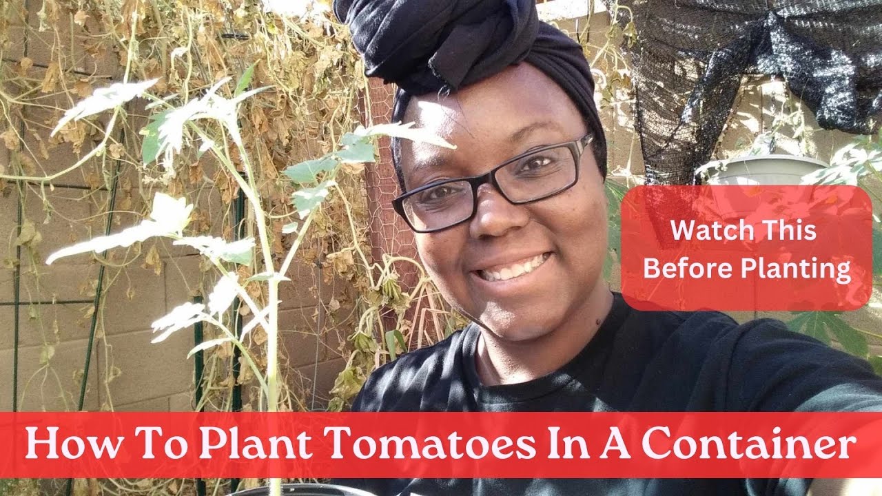 How To Plant Tomatoes In A Container - Watch This Before Planting ...