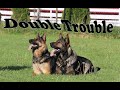 Obedience Trained Adult German Shepherd - Double Action!