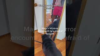 Dog scared by mirror #funnyvideo #petdog #funnydog #dog #pet #funny #pets #dogs