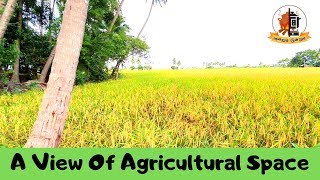 A View Of விவசாய இடம் | Agricultural Space | Trees and Herbs | Andrum Indrum