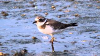 Större strandpipare/Common Ringed Plover/Charadrius hiaticula