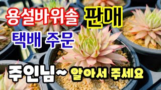 용설 바위솔 판매 택배주문  주인님 알아서 주세요