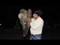 पहली बार मिला बहुत बड़ा जटायू पक्षी भारत में पाये जाने वाला सबसे बड़ा himalayan griffon vulture.