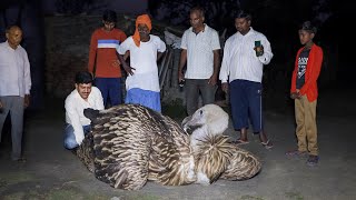 पहली बार मिला बहुत बड़ा जटायू पक्षी, भारत में पाये जाने वाला सबसे बड़ा Himalayan griffon vulture.