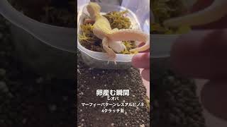 レオパ　卵産む瞬間　繁殖