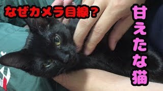 【ちっちこっち】寝起き100%で飼い主に甘えてくるネコ