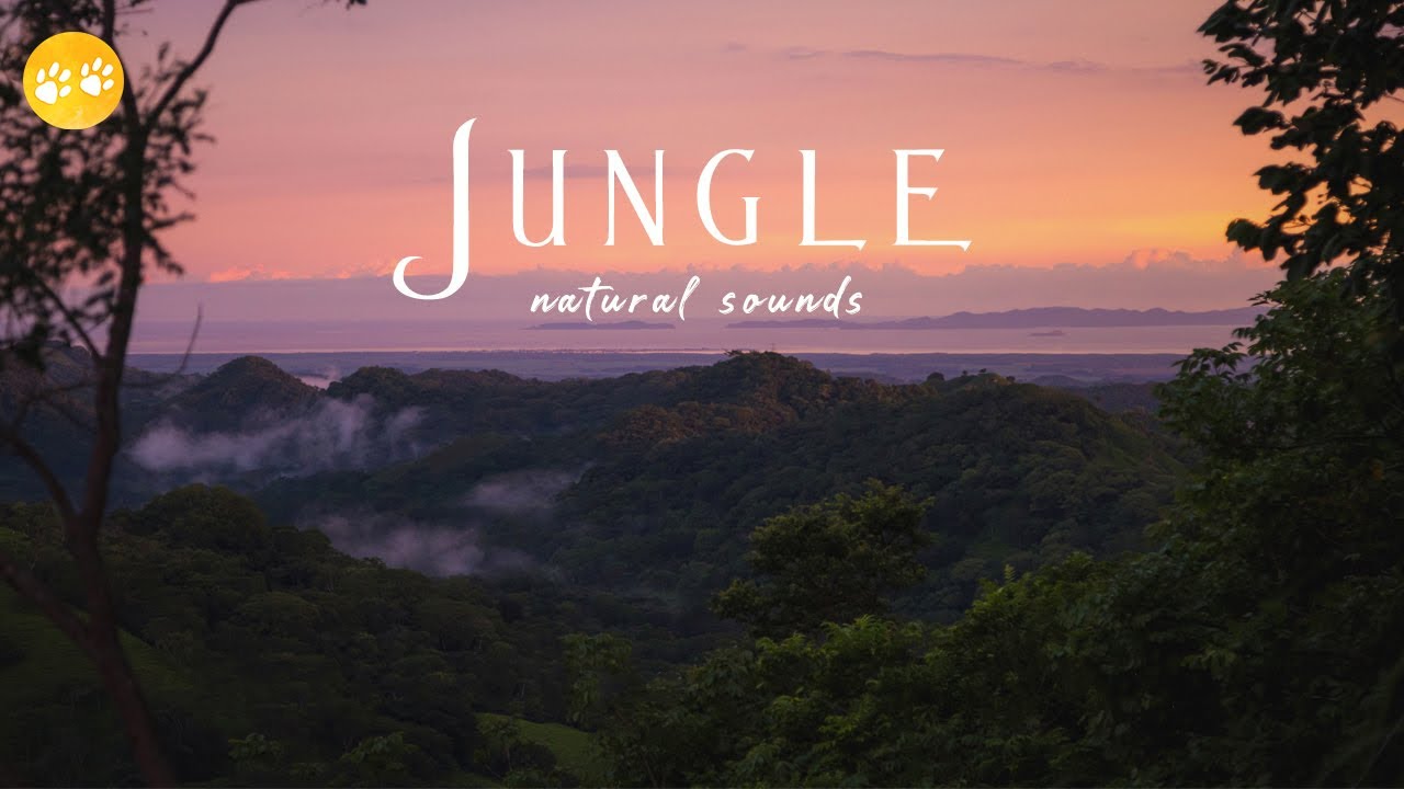 Rain Forest Relaxing Music Royalty Free Nature Sound Effects Yellow