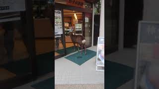 奈良 鹿がお店に侵入動画 #鹿 #奈良公園 #deer #happening #japan