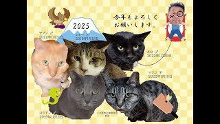 保護猫の楽園　１月26日の無人ライブ　夜のポンハウスの社員達