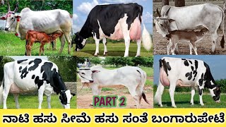 ನಾಟಿ ಹಸು ಸೀಮೆ ಹಸು ಸಂತೆ ಬಂಗಾರುಪೇಟೆ ! Nati Hasu Seeme Hasu Santhe Bangarupet