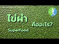 ไข่ผำsuperfoodคืออะไร wellgenthailand.com