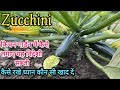 how to grow zucchini at home//zucchini plant care and fertilizer