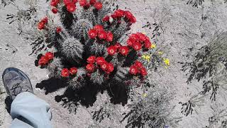 Cactus echinocereus coccineus en ciudad juarez