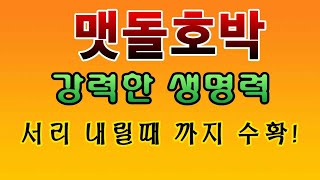 [텃밭농부.793]  맷돌호박 서리 내릴때까지 수확하는방법 #맷돌호박재배 #호박재배