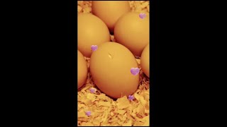 ASMR Hatching Eggs