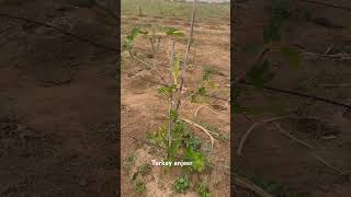 Anjeer turkey#agroforestry #farming #organic #agriculture #food forest