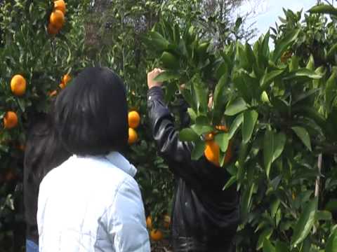 Orange Picking Youtube