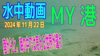 水中動画（2024年11月22日）in　MY港