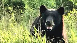 AT Episode 117: Amazing First Bear Experience!