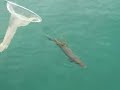 monster northern pike from shore